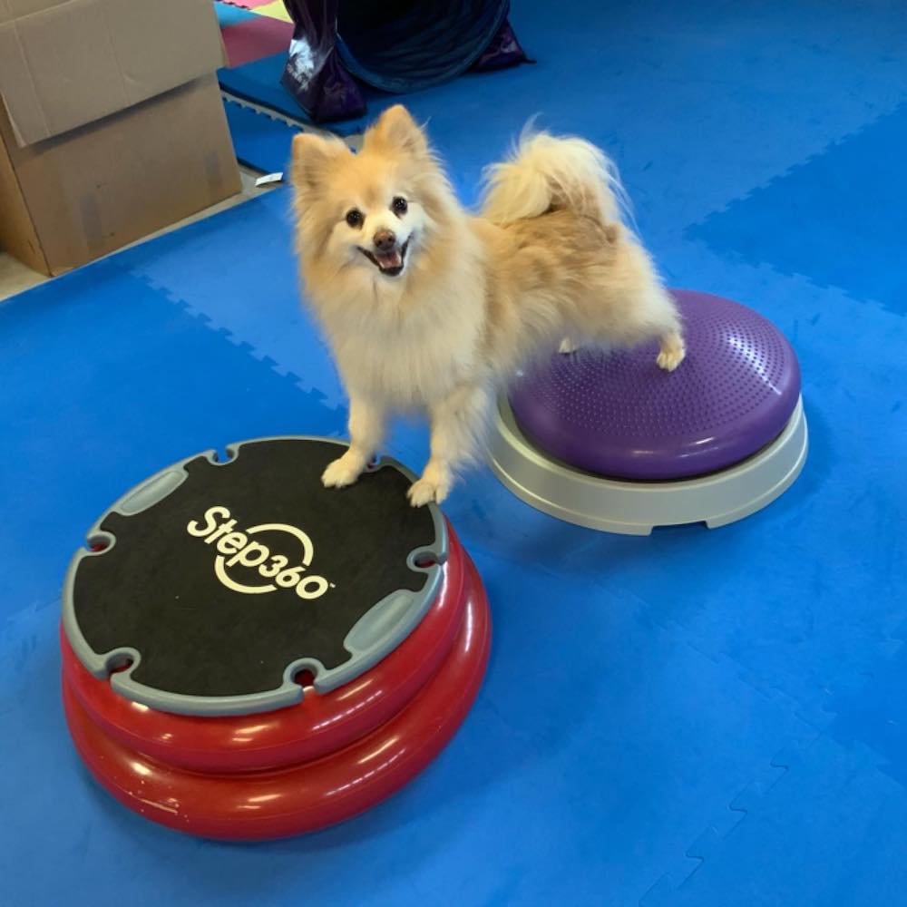 dog on 2 balance items and quite proud of himself