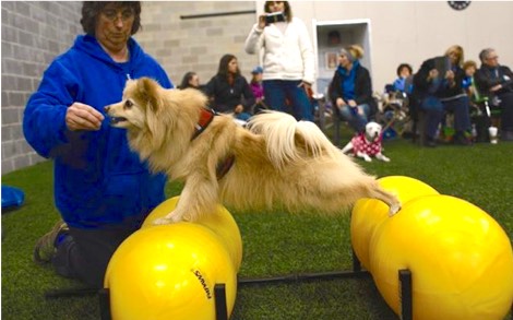 Mona doing a stretch demo with her dog in front of a class of people